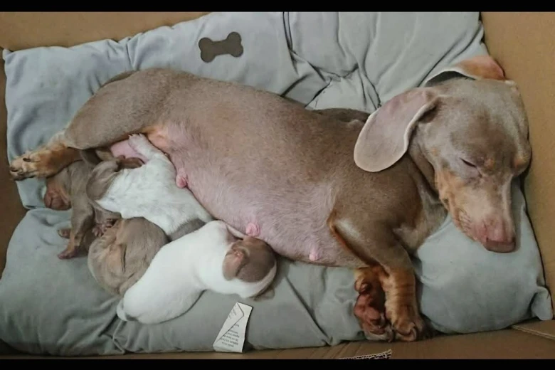 Dachshund (Smooth Haired)