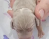 Dachshund (Smooth Haired)