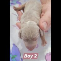 Dachshund (Smooth Haired)