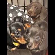 Dachshund (Miniature Smooth Haired)