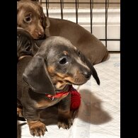 Dachshund (Miniature Smooth Haired)