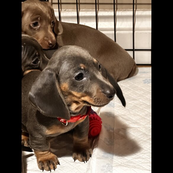 Dachshund (Miniature Smooth Haired)