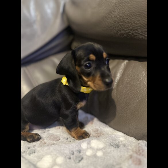 Dachshund (Miniature Smooth Haired)