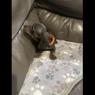 Dachshund (Miniature Smooth Haired)