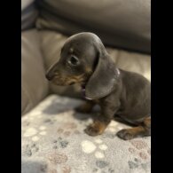 Dachshund (Miniature Smooth Haired)