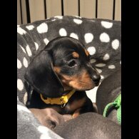 Dachshund (Miniature Smooth Haired)