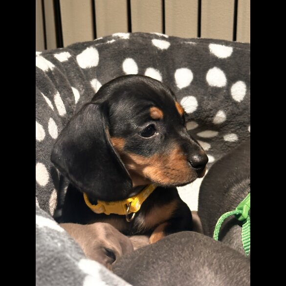 Dachshund (Miniature Smooth Haired)