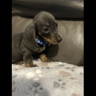 Dachshund (Miniature Smooth Haired)