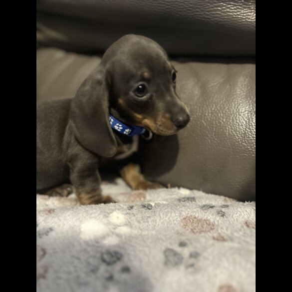 Dachshund (Miniature Smooth Haired)