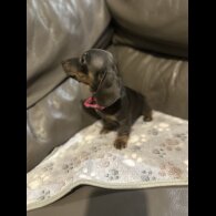 Dachshund (Miniature Smooth Haired)
