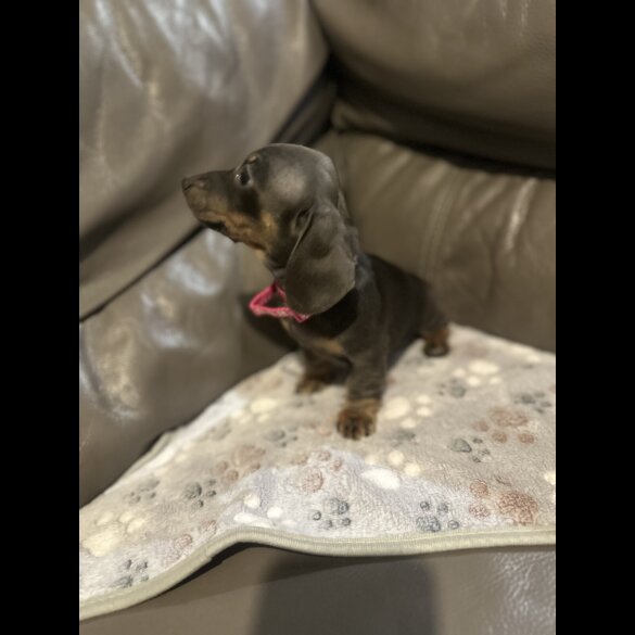 Dachshund (Miniature Smooth Haired)