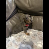 Dachshund (Miniature Smooth Haired)