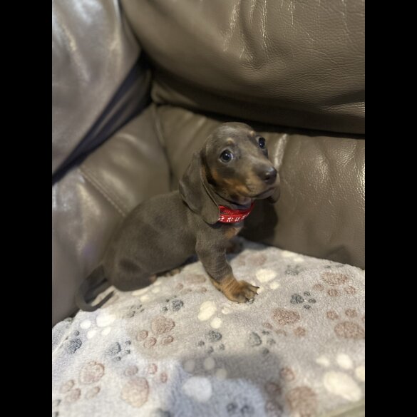 Dachshund (Miniature Smooth Haired)