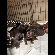 Dachshund (Miniature Smooth Haired)