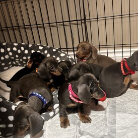 Dachshund (Miniature Smooth Haired)