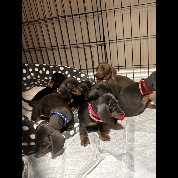 Dachshund (Miniature Smooth Haired)