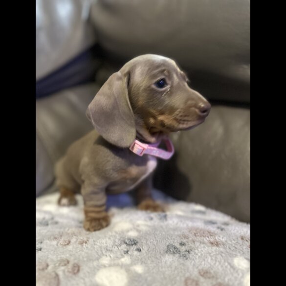 Dachshund (Miniature Smooth Haired)