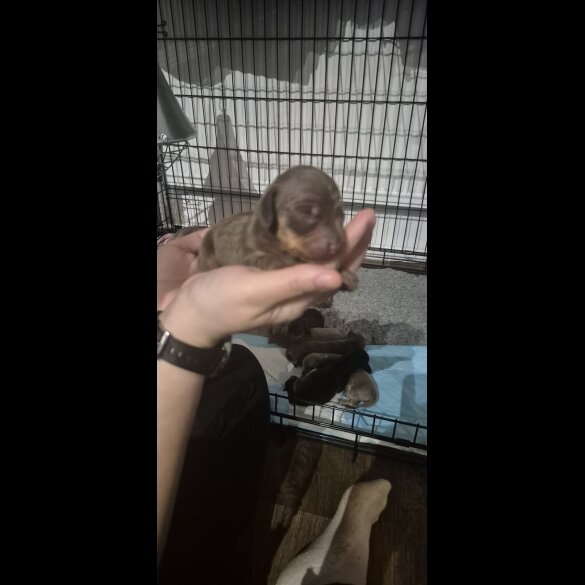 Dachshund (Miniature Smooth Haired)