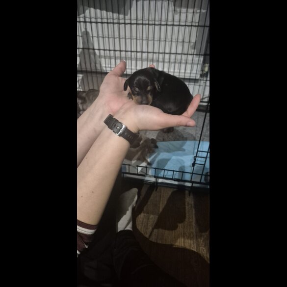 Dachshund (Miniature Smooth Haired)