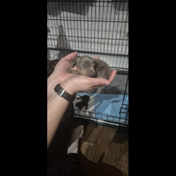 Dachshund (Miniature Smooth Haired)