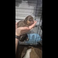 Dachshund (Miniature Smooth Haired)