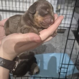 Dachshund (Miniature Smooth Haired)