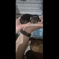 Dachshund (Miniature Smooth Haired)