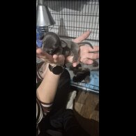 Dachshund (Miniature Smooth Haired)