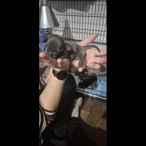 Dachshund (Miniature Smooth Haired)