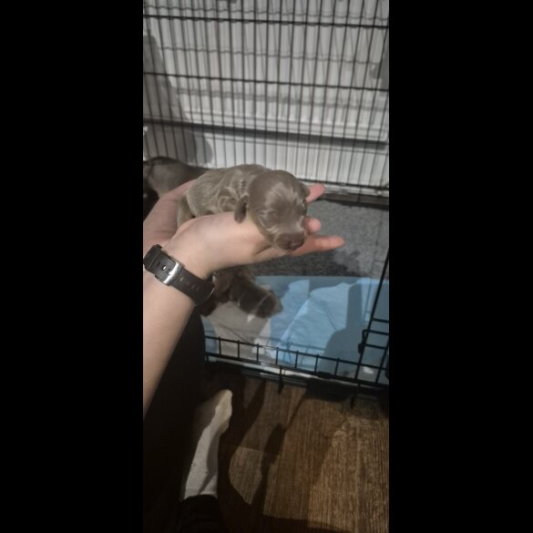 Dachshund (Miniature Smooth Haired)