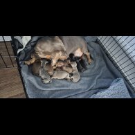 Dachshund (Miniature Smooth Haired)