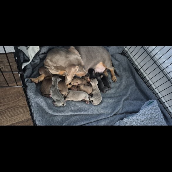 Dachshund (Miniature Smooth Haired)