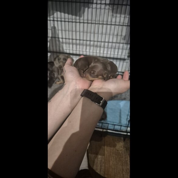 Dachshund (Miniature Smooth Haired)