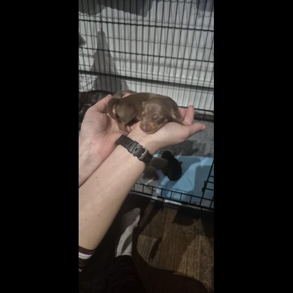 Dachshund (Miniature Smooth Haired)