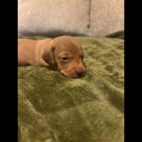 Dachshund (Miniature Smooth Haired)