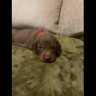 Dachshund (Miniature Smooth Haired)