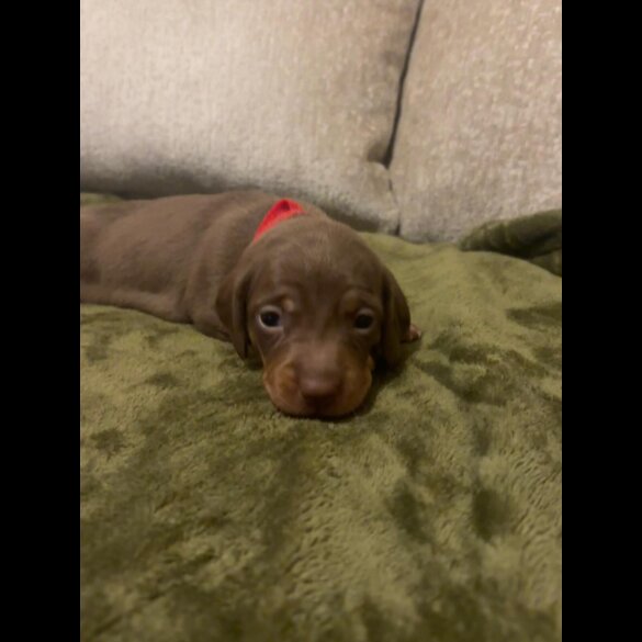 Dachshund (Miniature Smooth Haired)