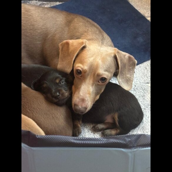 Dachshund (Miniature Smooth Haired)