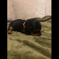 Dachshund (Miniature Smooth Haired)