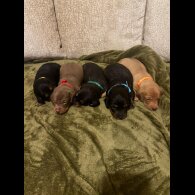 Dachshund (Miniature Smooth Haired)