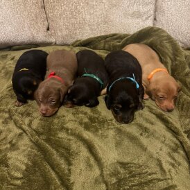 Dachshund (Miniature Smooth Haired)