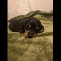 Dachshund (Miniature Smooth Haired)