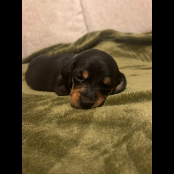 Dachshund (Miniature Smooth Haired)