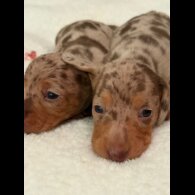 Dachshund (Miniature Smooth Haired)