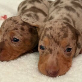 Dachshund (Miniature Smooth Haired)