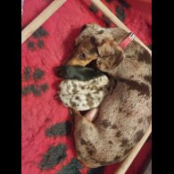 Dachshund (Miniature Smooth Haired)