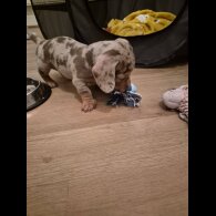 Dachshund (Miniature Smooth Haired)