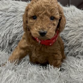 Miniature Poodle