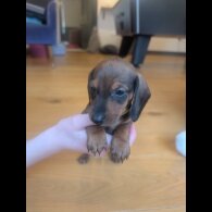 Dachshund (Miniature Smooth Haired)