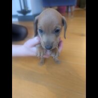 Dachshund (Miniature Smooth Haired)